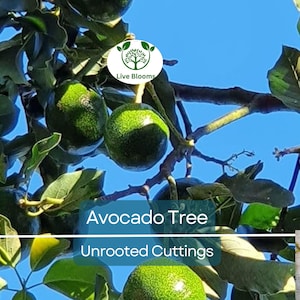 4 Pcs Combo Scions Bacon & Fuerte Avocado Tree Unrooted Cuttings, 2 PCS of Each Variety, Grafting, Home Garden, Fruit Tree, Grow Avocados