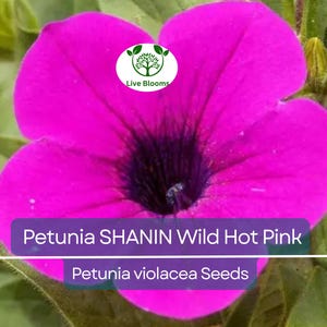 2000 Seeds Petunia SHANIN Wild Hot Pink Flowers, Spring Garden, Garden Petunia Seeds, Annual Container Plants, Petunia x hybrida, Hot Pink
