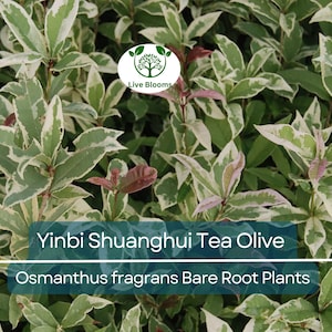1 Yinbi Shuanghui Tea Olive - Live Bare Root Starter Plant | Osmanthus fragrans | Fragrant Evergreen | Rare Flowering Shrub