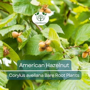 1 American Hazelnut Trees - Corylus avellana - Live Bare Root Plants 12–24&quot; Tall - Edible Nut Tree, Wildlife, Cold Hardy, Easy to Grow