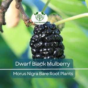 1 Dwarf Black Mulberry - Bare Root Live Plant (4–6") | Morus Nigra | Everbearing Fruit Tree | Compact Sweet Berry Producer