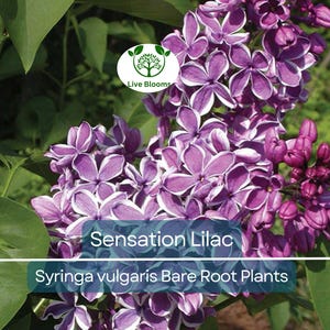 1 Sensation Lilac - Live Bare Root Starter Plant | Syringa vulgaris | Bicolor Purple & White Flowers | Fragrant Hardy Shrub
