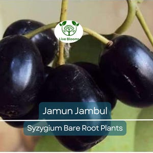 1 Jamun Jambul Fruit Tree – Live Bare Root 12&quot; Syzygium cumini – Java Plum / Indian Wax Apple – Tropical Plant – Zones 9–11