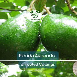 2 Full Florida Avocado Unrooted Cuttings for Grafting - Persea americana Choquet - Grows Huge Fruit - Perfect for Backyard Garden