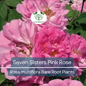 2 Seven Sisters Pink Rose – Bare Root Rambler Plants – Heirloom Climbing Roses – Fragrant, One-Year-Old Starts – Hardy Zones 4–9