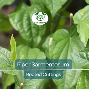 12 Piper Sarmentosum Bareroot Cuttings, Wild Betel Leaf, Thai Herb, Piper Betel, Herb Culinary Plant, Easy to Grow, Rooting Cuttings