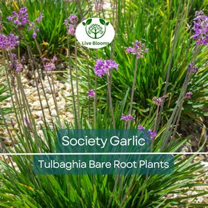 10 Society Garlic Plants – Live Bare Root Bulbs – Tulbaghia violacea – Fragrant Edible Leaves & Purple Flowers – Drought Tolerant
