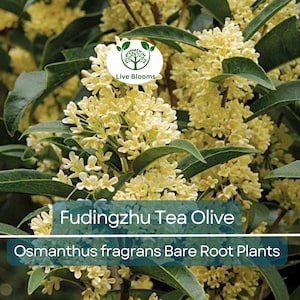 1 Fudingzhu Tea Olive – Bare Root Starter Plant – Osmanthus fragrans – Highly Fragrant White Blooms – Evergreen Shrub – Zones 7–10