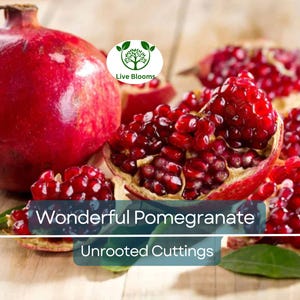 4 Wonderful Pomegranate Unrooted Cuttings 6-8&quot; from Mature Plant, Punica Granatum, Fruit Tree Cuttings, Perfect for Rooting & Propagation