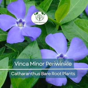25 Vinca Minor Periwinkle Plants - Bareroot Evergreen Ground Cover - Hardy Trailing Perennial - Catharanthus minor / Creeping Myrtle