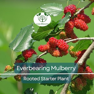 1 Dwarf Everbearing Mulberry Live Plant, Fruit Right Away, Morus Nigra, Compact Tree for Garden, Easy to Grow, Year-Round Fruit Production