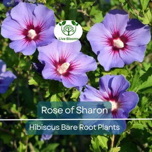 2 Rose of Sharon Plants – Hibiscus syriacus 10–18&quot; Tall Bare Root Shrubs, Hardy Flowering Bushes for Garden, Hummingbird Friendly
