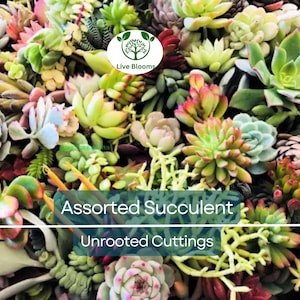 30pcs Assorted Succulent Unrooted Cuttings 3&quot;-5&quot; Tall - Colorful Variety, Mixed Succulents, Easy to Grow, for Propagation, Plant Starter