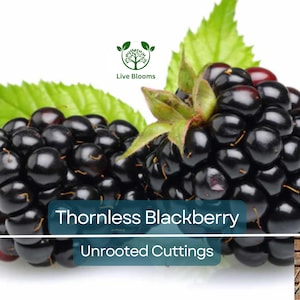 10 Organic Unrooted Thornless Blackberry Cuttings 5&quot;-8&quot; - Rubus fruticosus, Easy to Grow, Sweet Berries Plant, Home Garden, Fruit Cutting