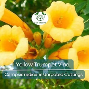 5 Yellow Trumpet Vine – Fresh Unrooted Cuttings – Campsis radicans – Organic Perennial Climber – Hummingbird Magnet – Zones 4–9