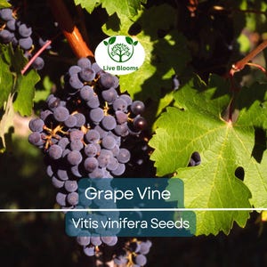 30 Grape Vine Seeds (Vitis vinifera) | Wine Grape Seeds for Planting | Grow Your Own Grapes, Perfect for Vineyards & Home Gardens