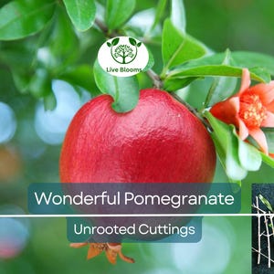 8 Pcs Organic Pomegranate Unrooted Cuttings 9&quot; Long - Punica Granatum - Grow Your Own Pomegranate Tree, Natural & Healthy
