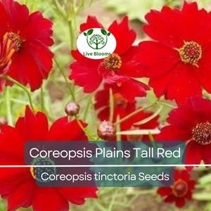 500 Seeds Coreopsis ‘Plains Tall Red’ – Coreopsis tinctoria – Non-GMO Heirloom Wildflower – Pollinator Favorite, Easy to Grow
