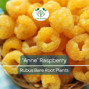 3 ‘Anne’ Raspberry Plants – Bare Root Canes – Super Sweet Yellow Berries – Fall-Bearing Raspberry for Zones 4–8