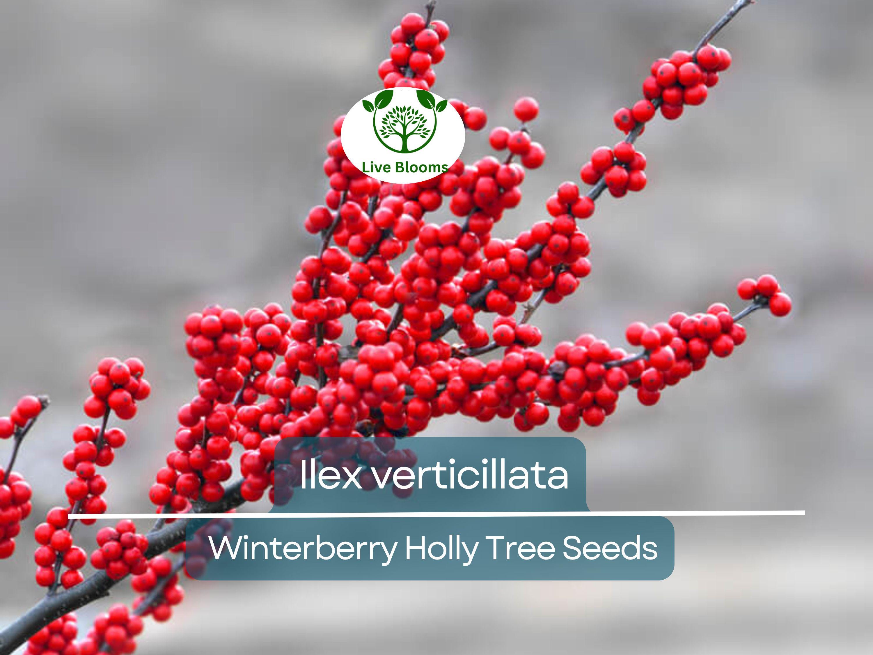 250 mg Seeds Ilex Verticillata - Winterberry Holly for Planting | Decorative Shrub for Wildlife & Landscaping