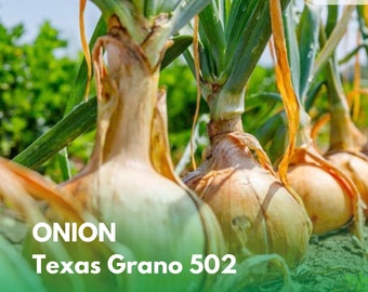 Onion Seeds, Texas Grano Seeds (250 mg Seeds), Heirloom Vegetables