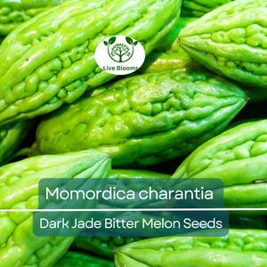 5 Seeds Gourd Bitter Melon Dark Jade, Hybrid (Momordica charantia) – Non-GMO, Healthy, Bitter Melon for Planting, Gardening & Fresh Harvests