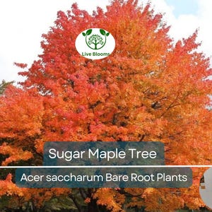 1 Sugar Maple Tree - Live Bare Root Plant (6–10&quot;) | Acer saccharum | Brilliant Fall Color | Shade Tree | Cold Hardy Native