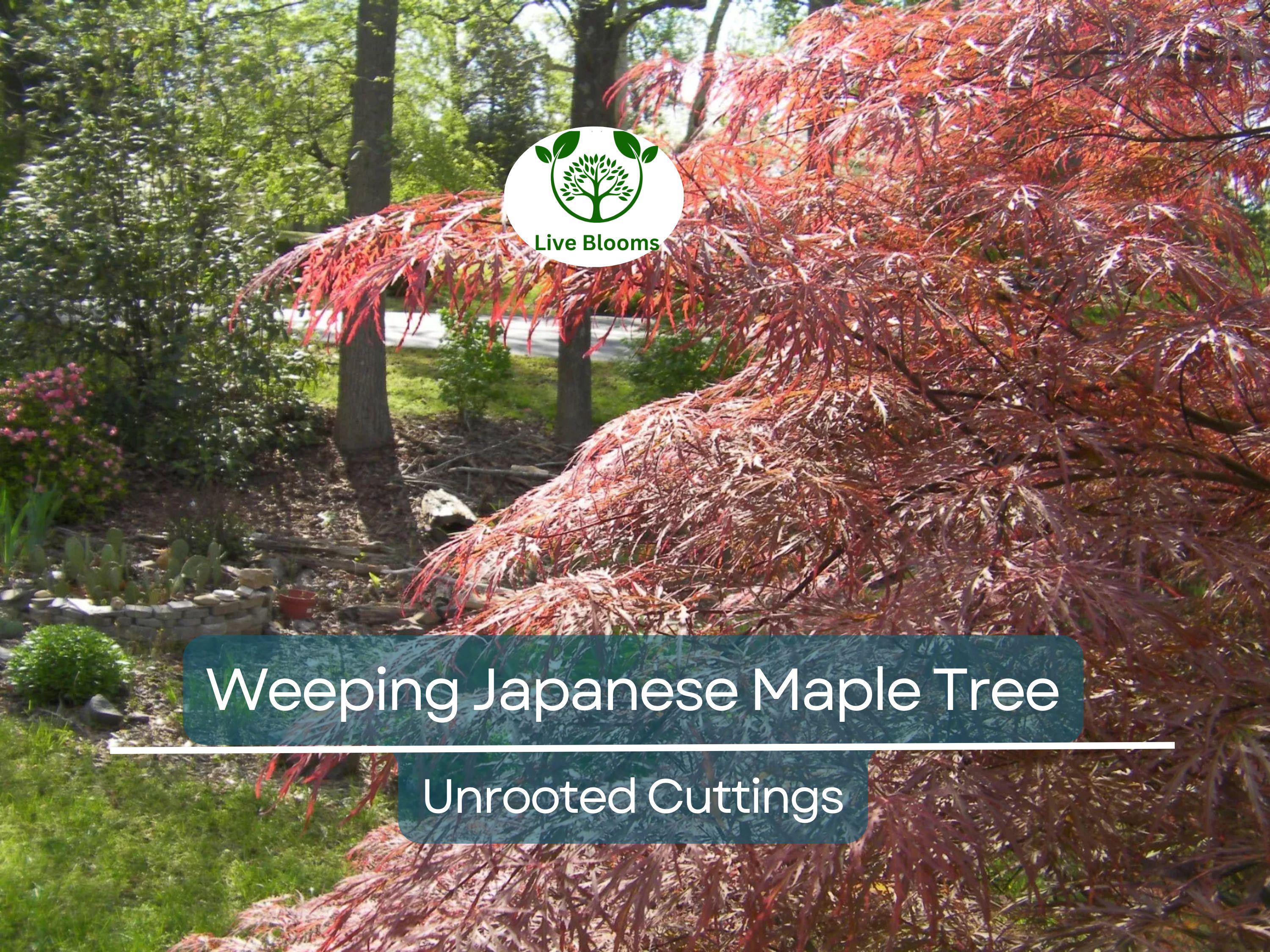 10 Thin Japanese Maple Weeping Tree 'Garnet' Unrooted Cuttings for Rooting & Grafting (6-7") - Acer palmatum