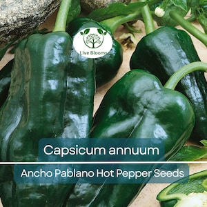 250 mg Seeds Ancho Poblano Hot Pepper – Capsicum annuum | Heirloom Pepper Seeds for Planting, Gardening & Rich Culinary Use