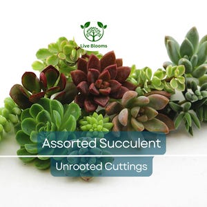 15 Assorted Succulent Unrooted Cuttings 1-2&quot; - 50+ Varieties, Ideal for Propagation, Easy Care, Cactus & Succulent Plant Collection
