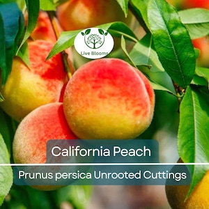 7 California Peach Tree Cuttings – Prunus persica – Unrooted 6" Fruit Tree Starts – Sweet Edible Variety – Grow Your Own
