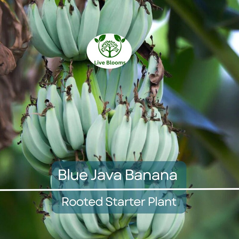 Ice Cream Banana Plant - Etsy