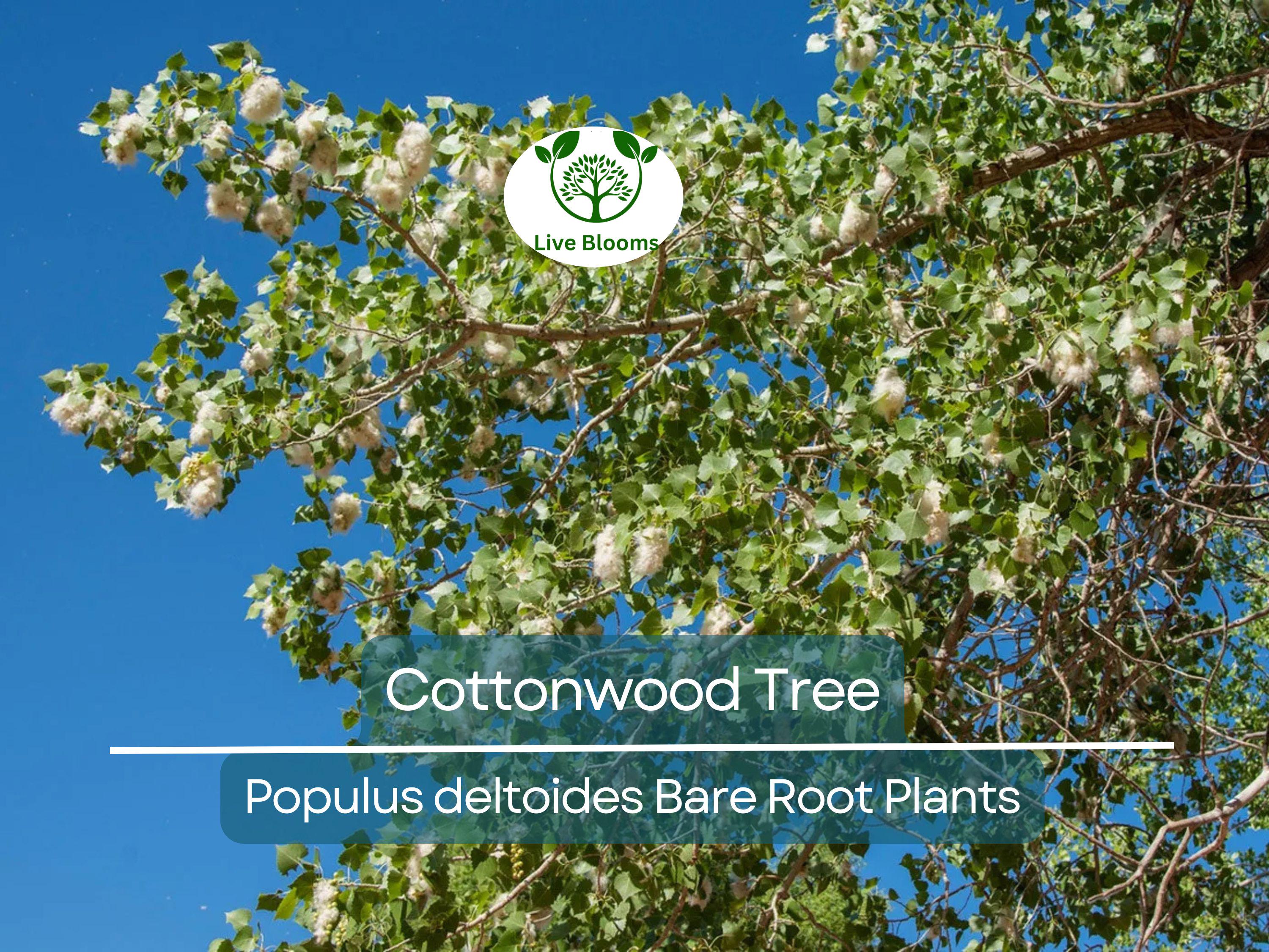 1 Cottonwood Tree – 1–2 Ft Live Bare Root Plant – Populus
