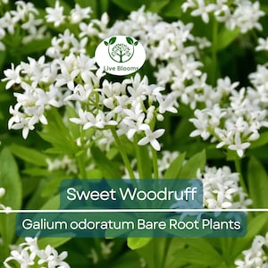 1 Sweet Woodruff - Bare Root Live Plant | Galium odoratum | Fragrant Shade Groundcover | Hardy Perennial | White Blooms