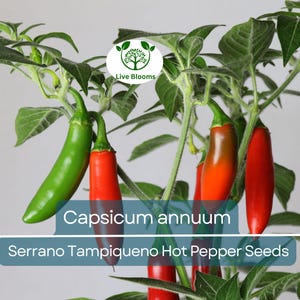 250 mg Seeds Serrano Tampiqueno Hot Pepper – Capsicum annuum | Heirloom Spicy Pepper Seeds for Planting, Gardening & Bold Flavor