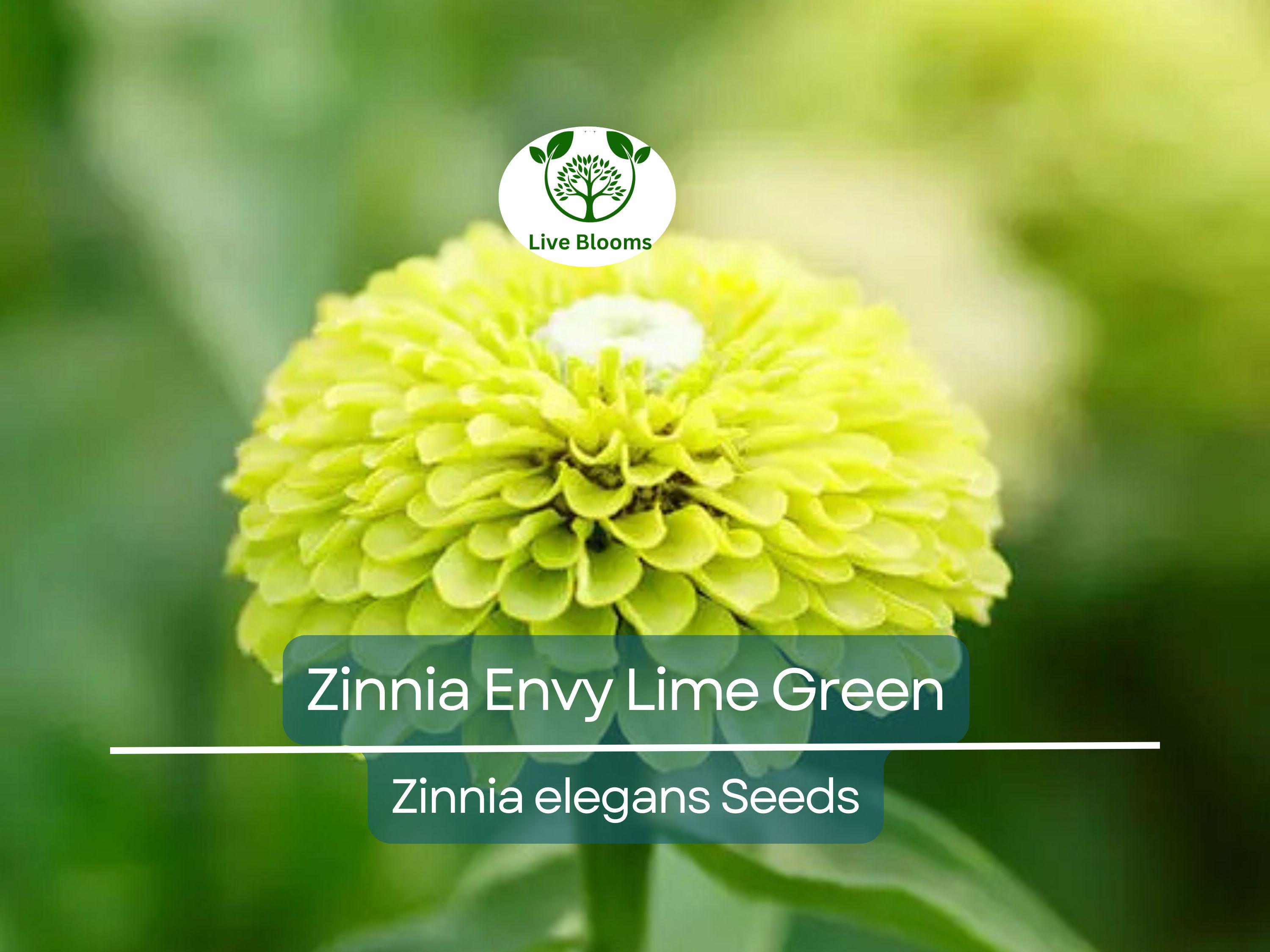 Perennial Flower Seeds Zinnia ENVY Elegans Lime Green Flower Seeds - Rare,  Non-GMO, Attracts Butterflies (200 Seeds) Zinnia Queen Red Lime, image size:3000x2250