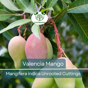 5 Valencia Mango Scions – Unrooted Cuttings for Grafting – Fresh Mango Wood – Sweet Tropical Variety – Grow Grafted Mango Trees