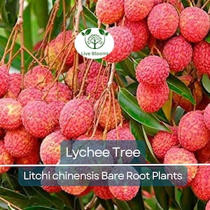 1 Lychee Tree – Bare Root Live Plant (5–8") – Sweet Edible Fruit – Tropical Exotic Litchi Tree – Patio or Garden – Zones 10–11