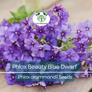 100 Phlox Beauty Blue Dwarf Seeds, Rare Blue Blooms, Pollinator Attractor, Non-GMO, Compact Perennial for Garden, Blue Phlox Flowers