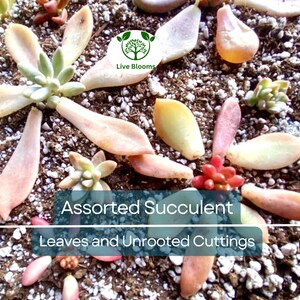 50 Types Succulent Leaves + 5 Unrooted Cuttings | Assorted Echeveria, Sedum, Crassula, and More | Perfect for DIY Planting & Propagation
