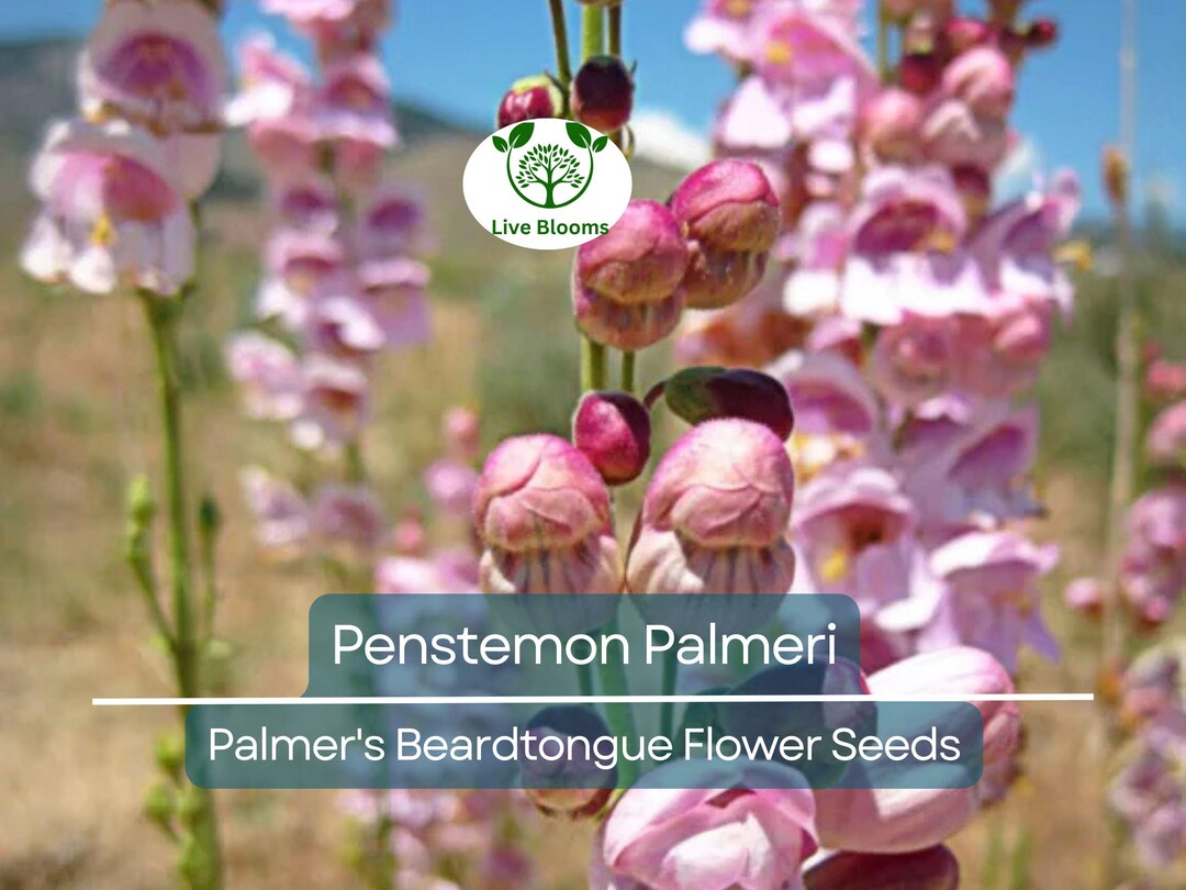 Penstemon Seeds - Palmers main image 1