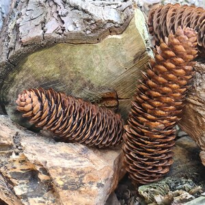 May include: Close-up of three brown pine cones resting on a pile of weathered wood. The cones are arranged in a natural, organic way, showcasing their intricate details.