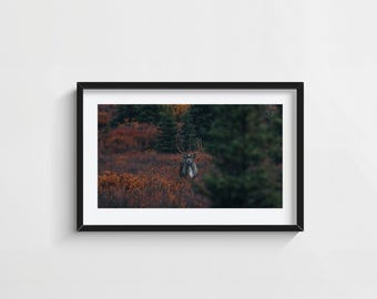 Alaska Caribou Landscape Wall Art Print Denali River Crossing Wildlife Adventure Nature Photography Decor