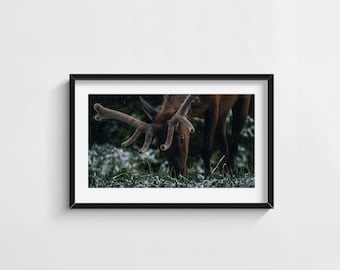 Elk in Snow Print, Winter Wildlife Photography, Bull Elk Rustic Cabin Decor