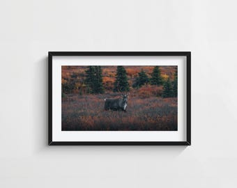Title Denali Caribou Wall Art – Bull Caribou Autumn Tundra Photography Print – Alaska Wildlife