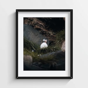Stampa di pulcinella di mare nell'erba - Arte murale con fauna selvatica islandese, adorabile foto di uccello, accogliente decorazione naturale, poster con fotografia di pulcinella di mare