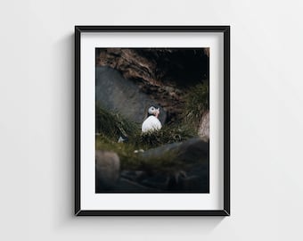 Iceland Puffin Photo Print – Coastal Wildlife Wall Art