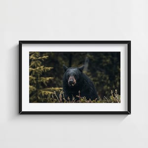Black Bear Wildlife Print – Nature Photography Wall Art, Bear Eating Vegetation Photo, Rustic Animal Poster, Forest Decor