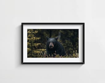 Black Bear Photo Print – Rustic Forest Animal Wall Art