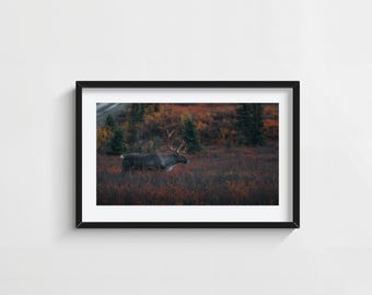 Moody Caribou Portrait Wall Art – Denali National Park Wildlife Photography – Minimalist Print